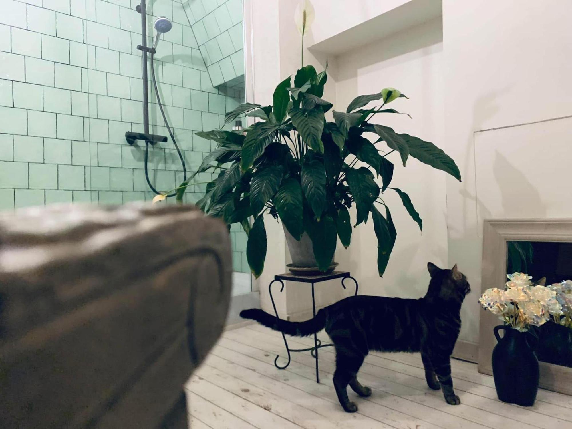 Mystic'S Lodge 安特卫普 外观 照片